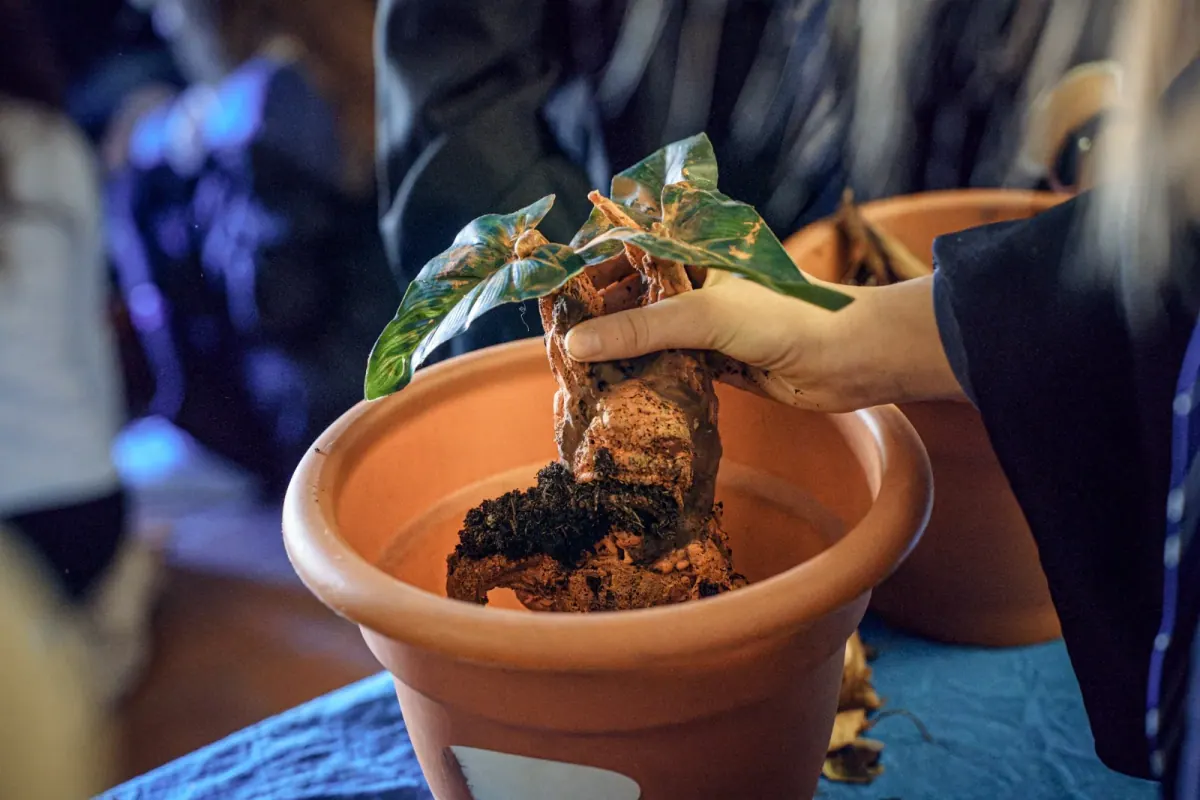 Scuola di Magia Italiana Momento dalla Scuola di Magia Italiana